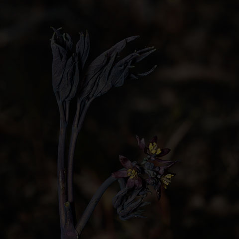 Early Blue Cohosh