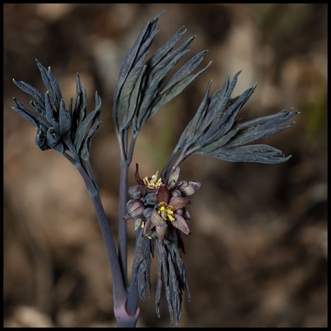 Early Blue Cohosh