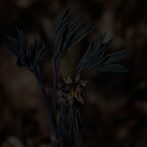 Early Blue Cohosh