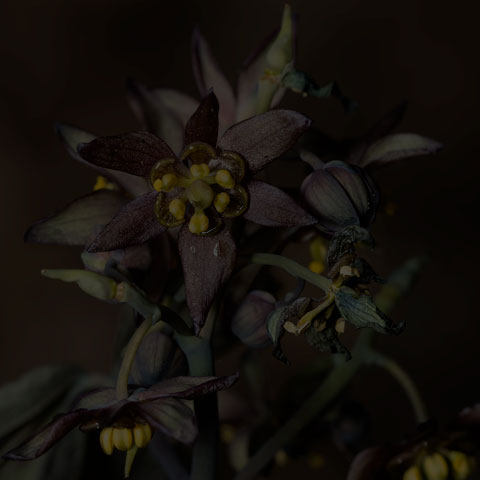 Early Blue Cohosh