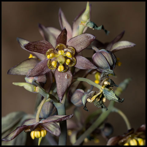 Early Blue Cohosh