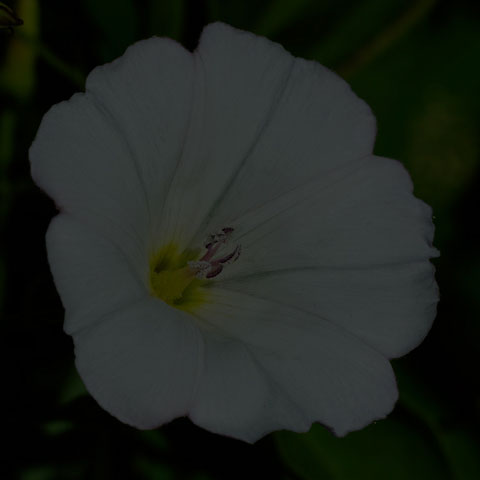 Field Bindweed