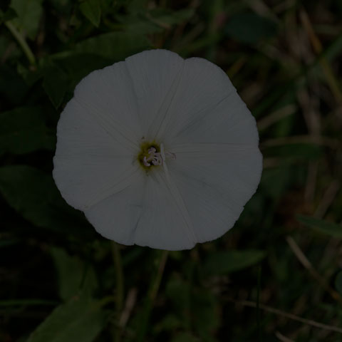 Field Bindweed