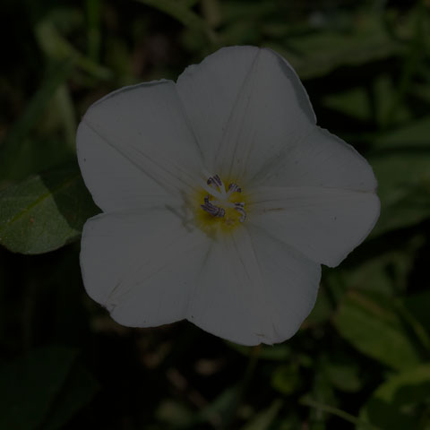Field Bindweed