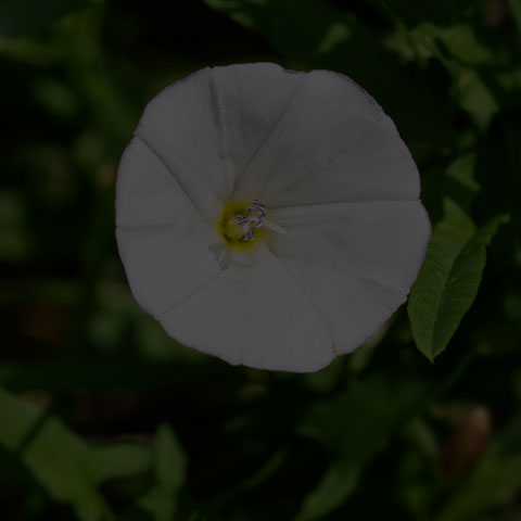 Field Bindweed