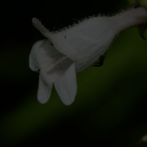 Hedge Bindweed
