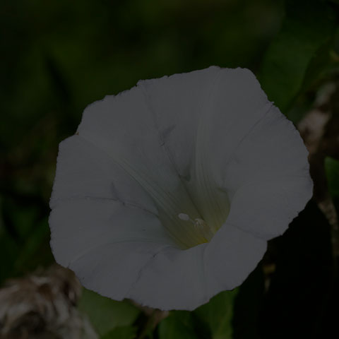 Hedge Bindweed