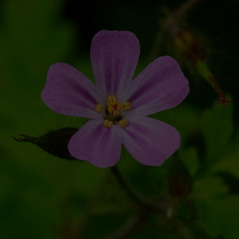 Herb Robert