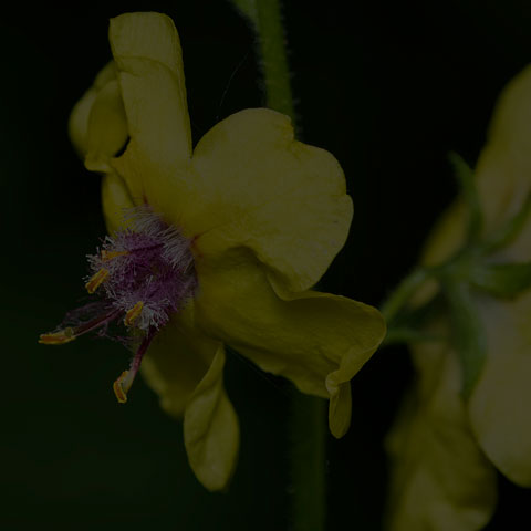 Moth Mullein