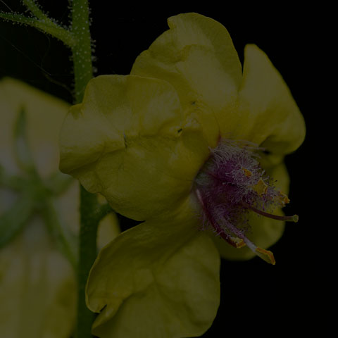 Moth Mullein