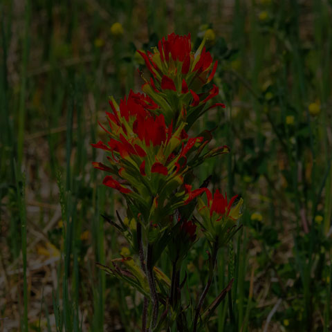 Painted-cup Paintbrush