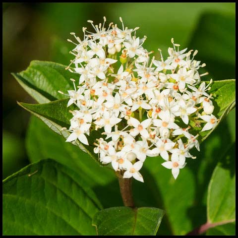Red Osier Dogwood