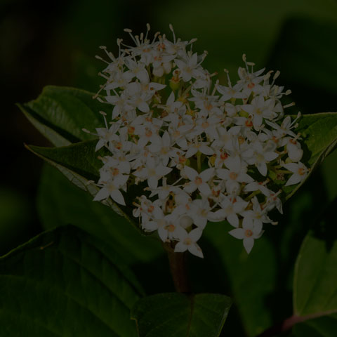 Red Osier Dogwood