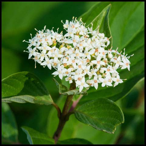 Red Osier Dogwood