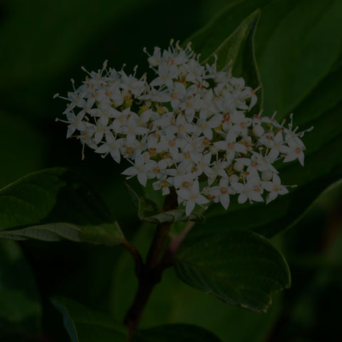 Red Osier Dogwood