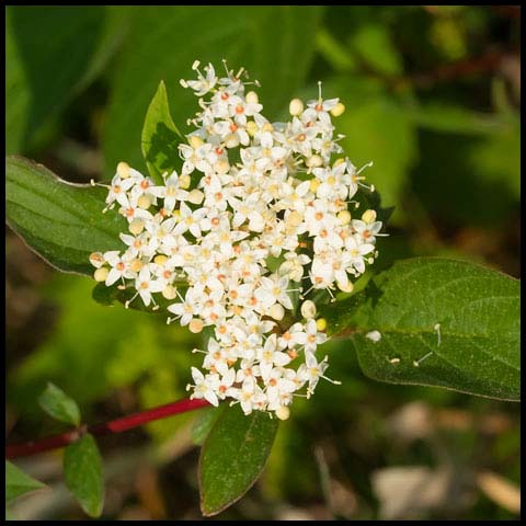Red Osier Dogwood
