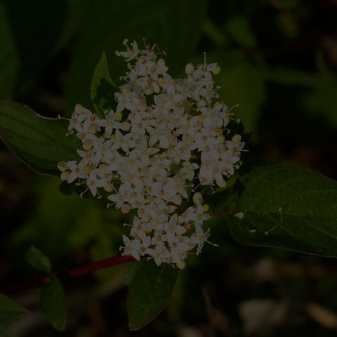 Red Osier Dogwood