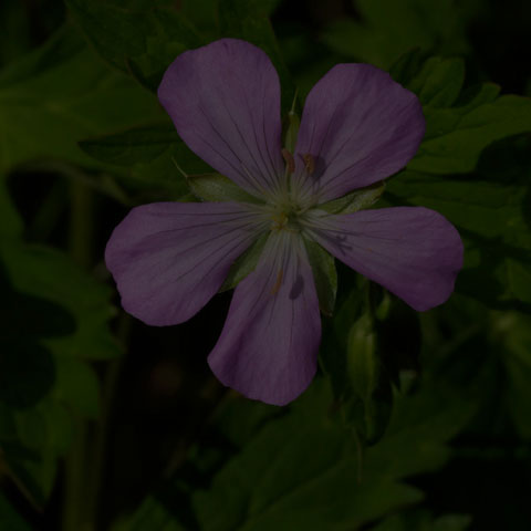 Spotted Geranium