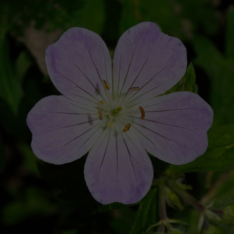 Spotted Geranium