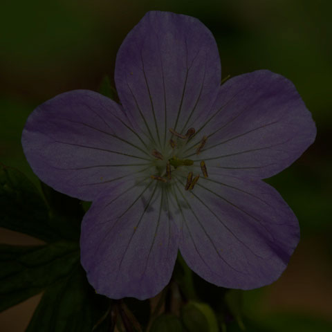 Spotted Geranium