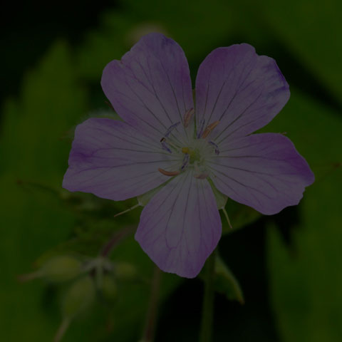 Spotted Geranium