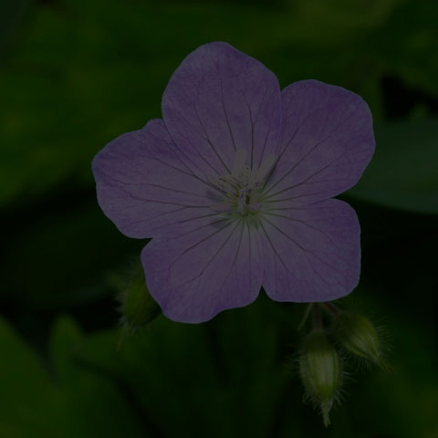 Spotted Geranium