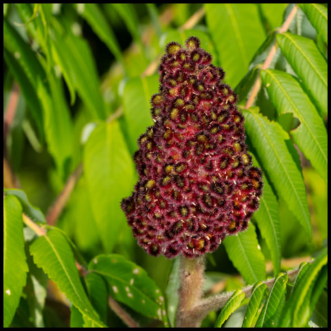 Staghorn Sumac
