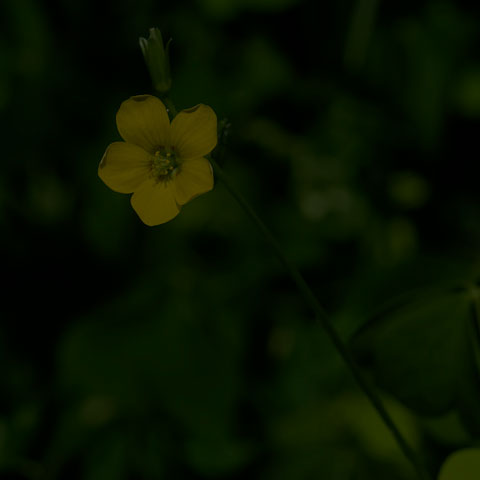 Upright Yellow Woodsorrel