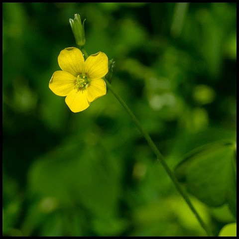 Upright Yellow Woodsorrel